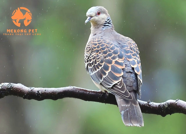 Mua Bán Chim Cu Gáy: Cẩm Nang Dành Cho Người Yêu Chim